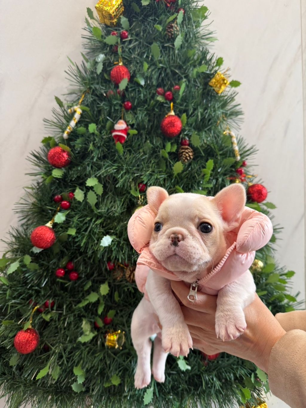 image_97C5636A-8900-49B5-9384-746E20E0F299_1766821983