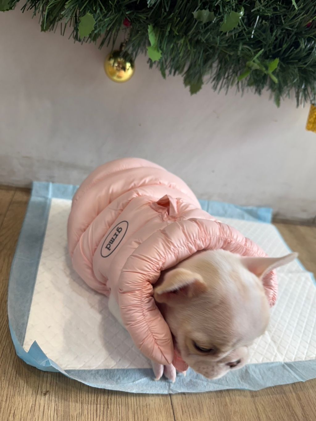 image_F67BFEFE-1B2E-4DA6-9704-DDD6EBF3B143_1766821983