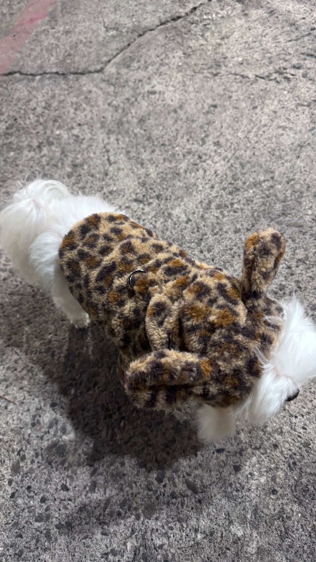 image_C9319615-8587-4357-855B-96819AD78B42_1766822079