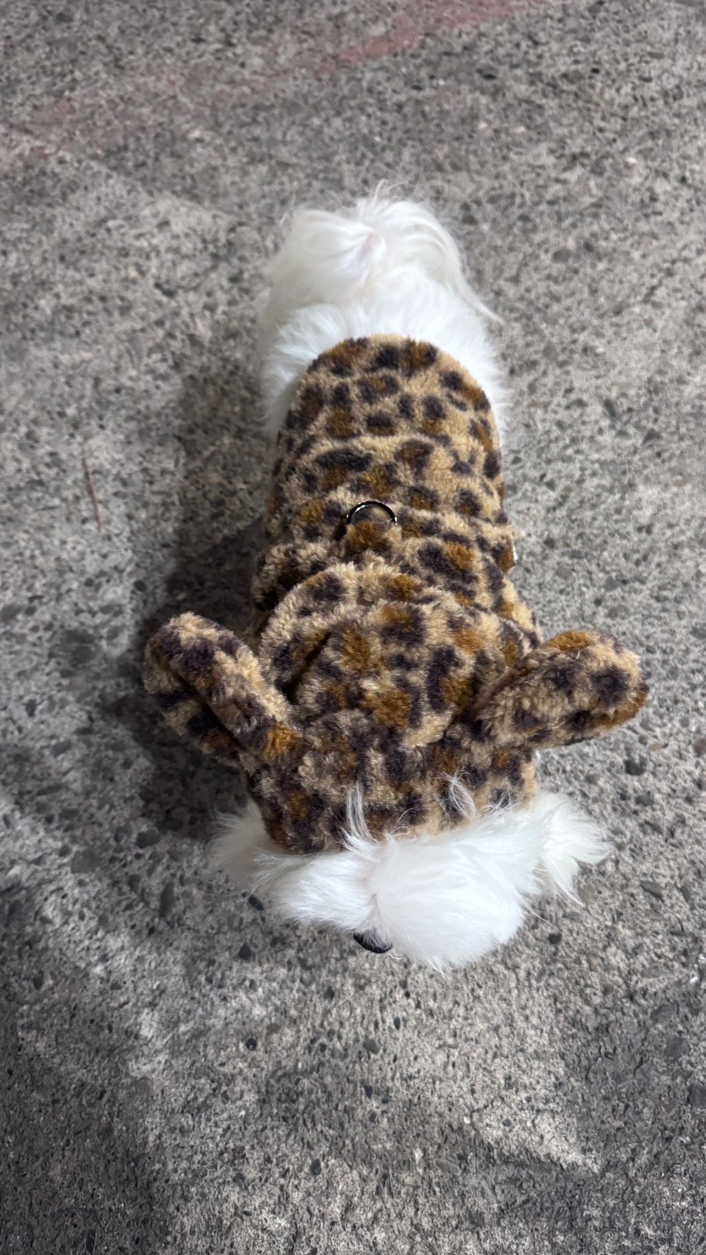 image_0237A027-B676-41CD-95CD-13D87318DF2A_1766822079