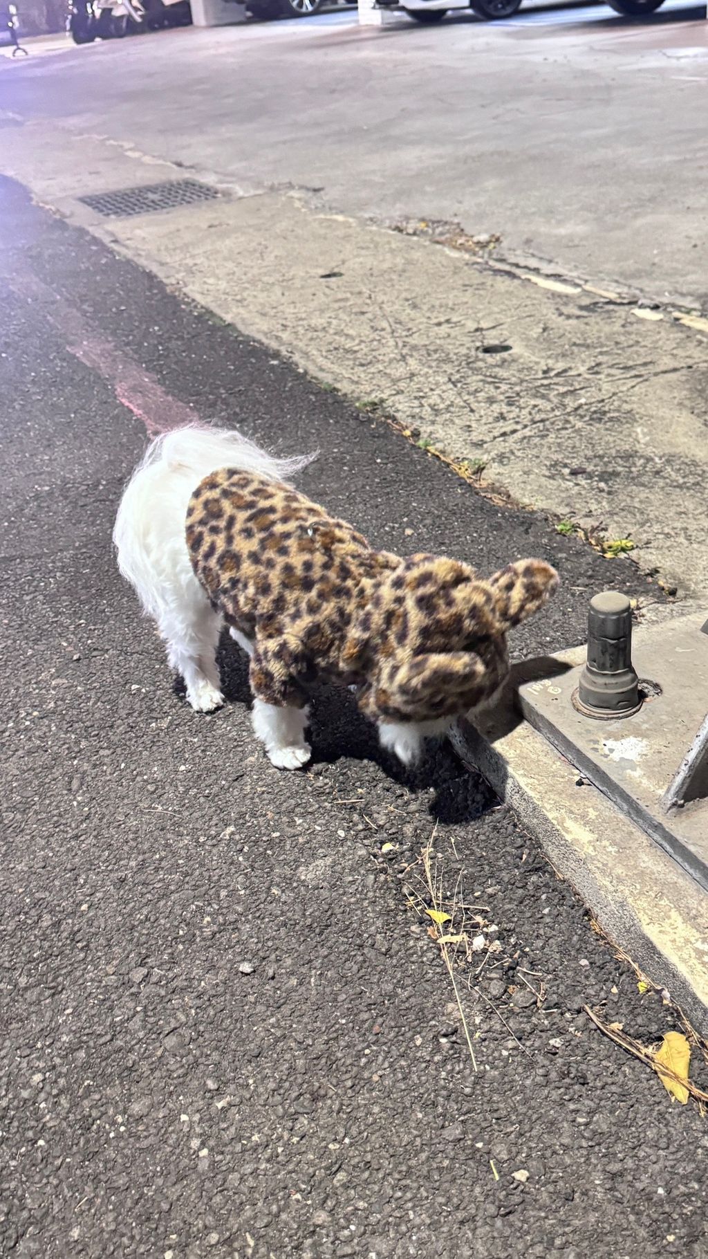 image_AE3B441C-2001-4945-9DFF-B327228D1BFE_1766822079