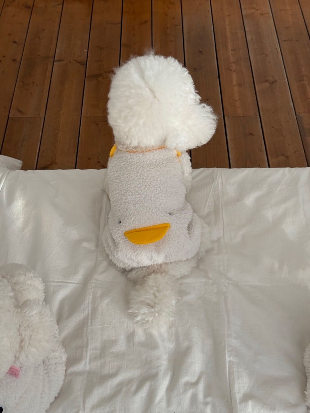 LINE_ALBUM_Doggyholic 3_260114_133