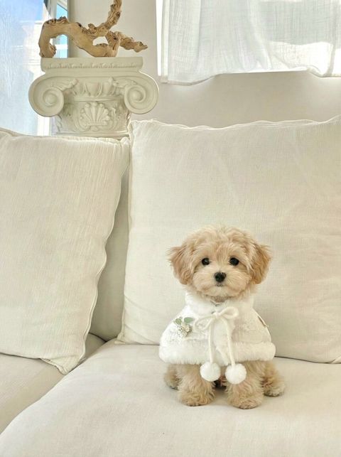 LINE_ALBUM_Doggyholic 4_260114_14