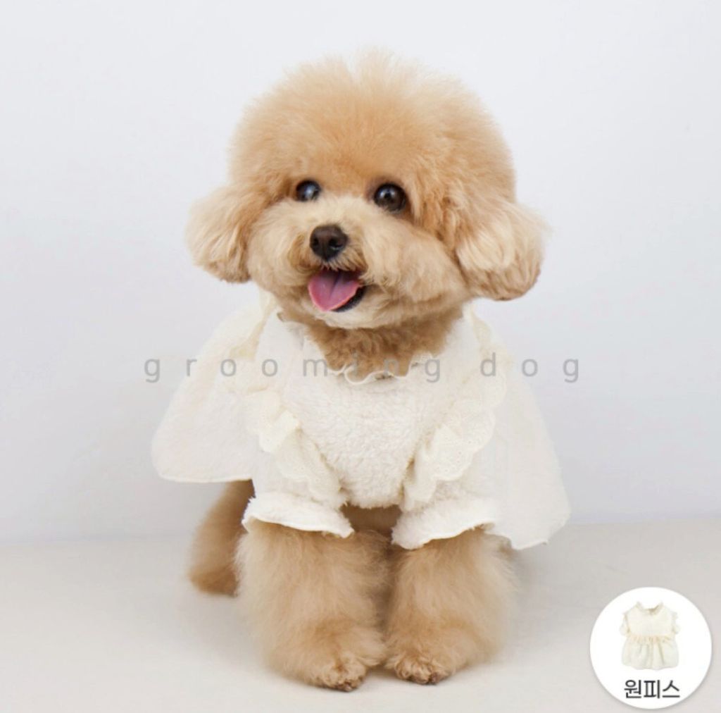 LINE_ALBUM_Grooming dog_260115_40