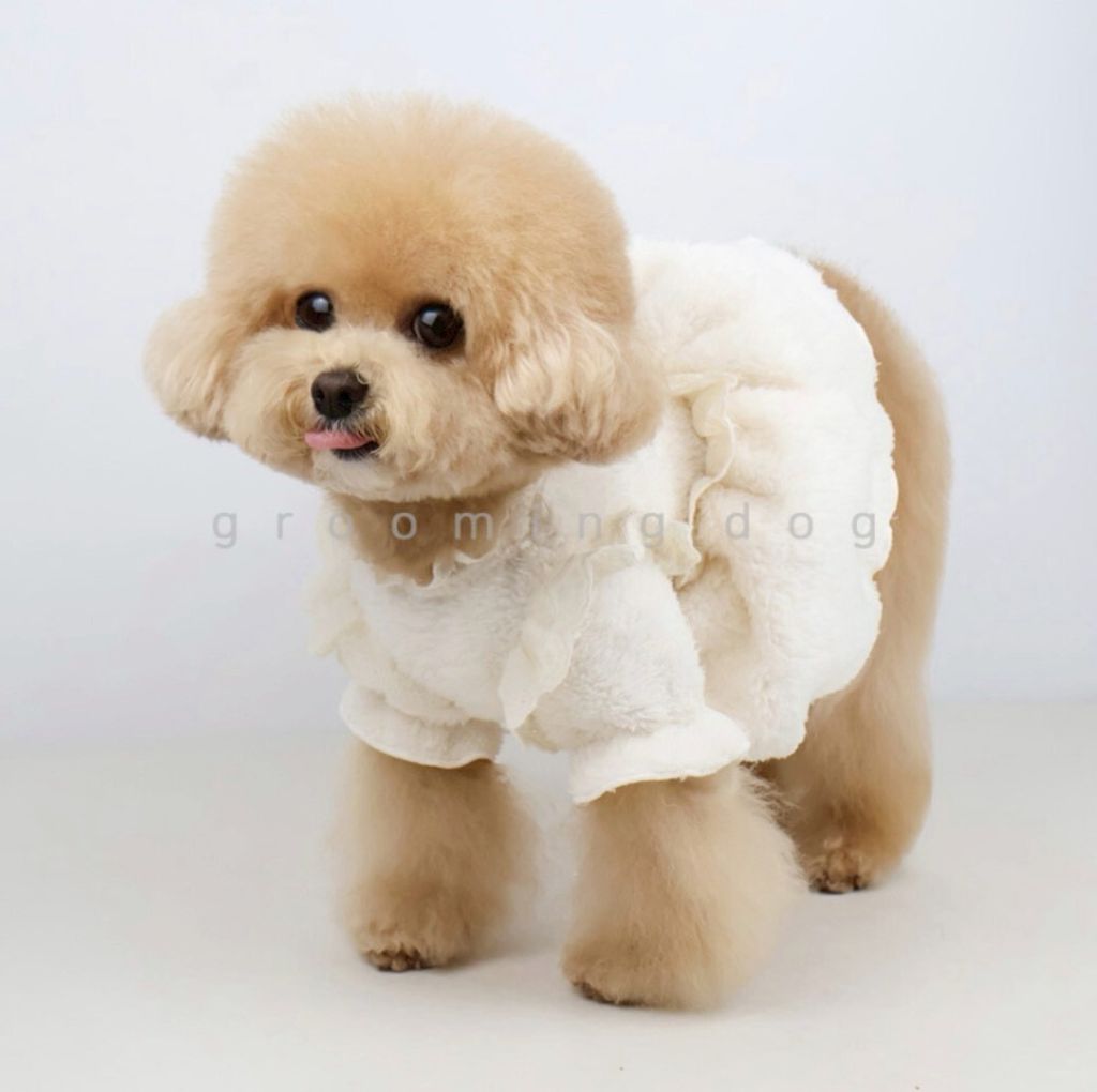 LINE_ALBUM_Grooming dog_260115_41