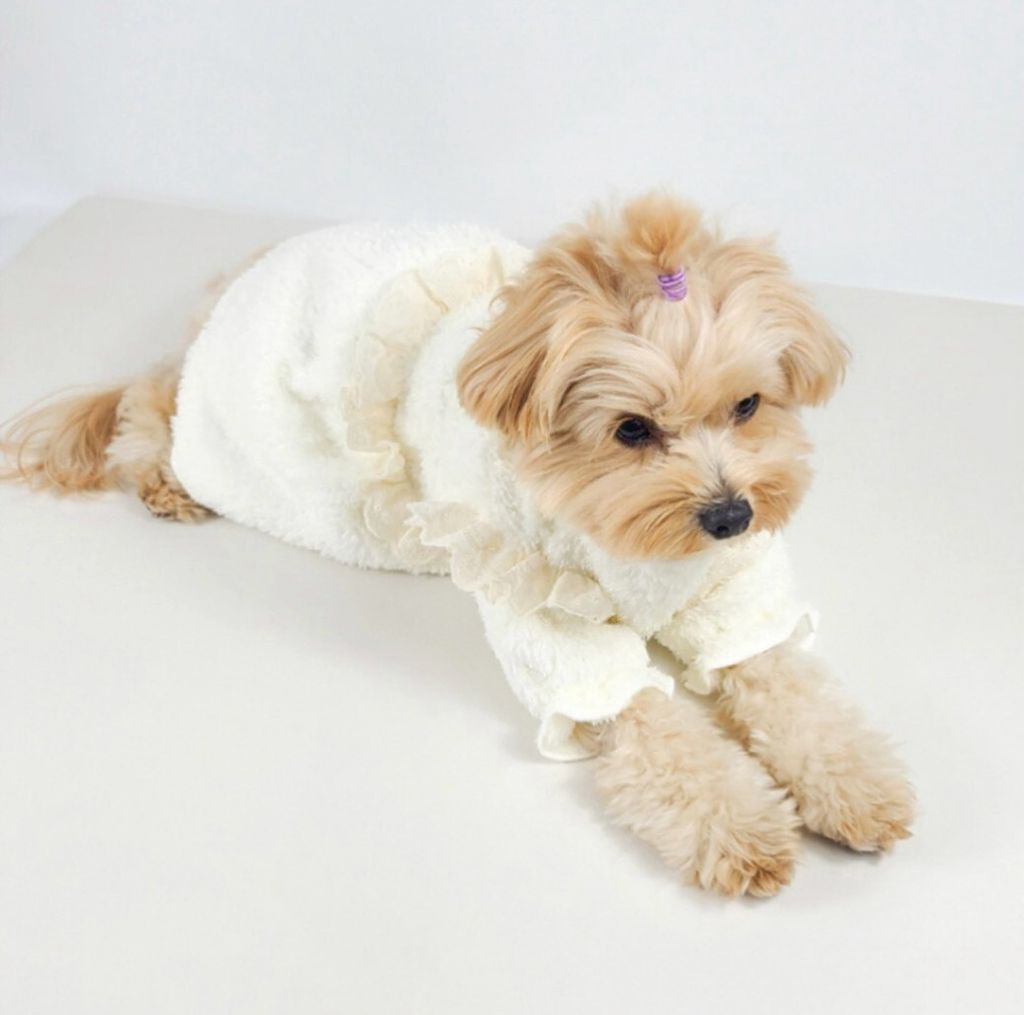 LINE_ALBUM_Grooming dog_260115_34