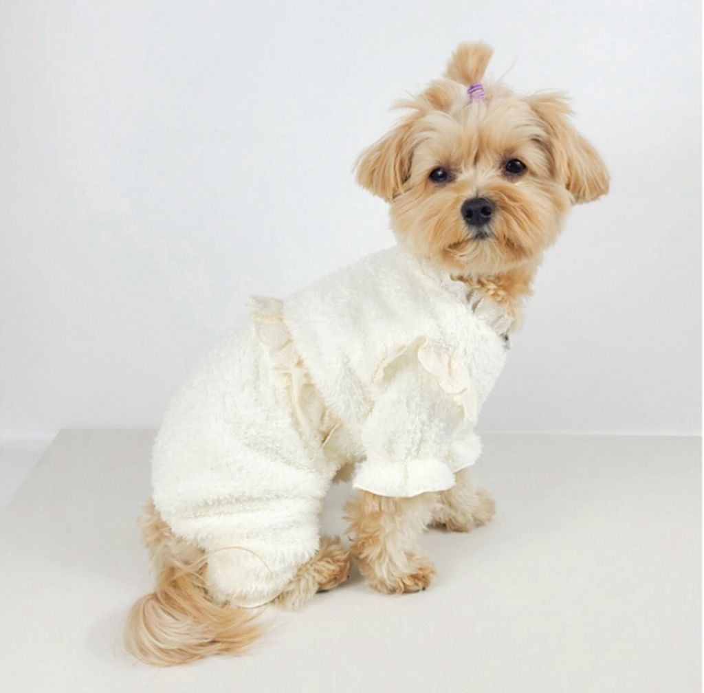 LINE_ALBUM_Grooming dog_260115_32