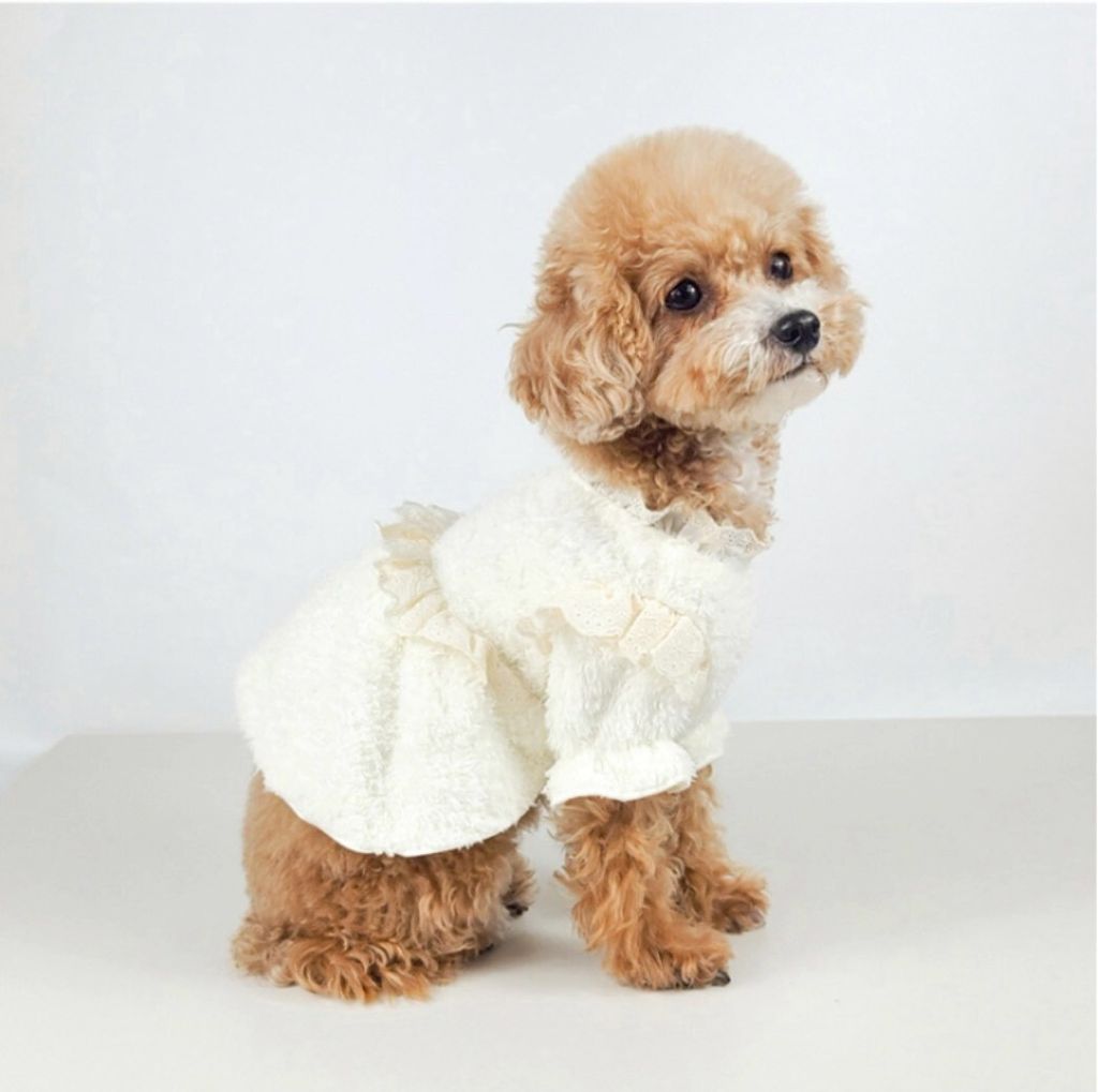 LINE_ALBUM_Grooming dog_260115_31