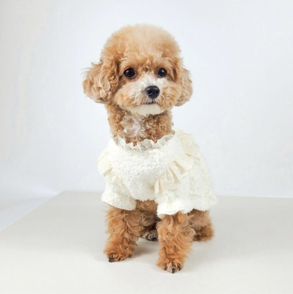 LINE_ALBUM_Grooming dog_260115_30