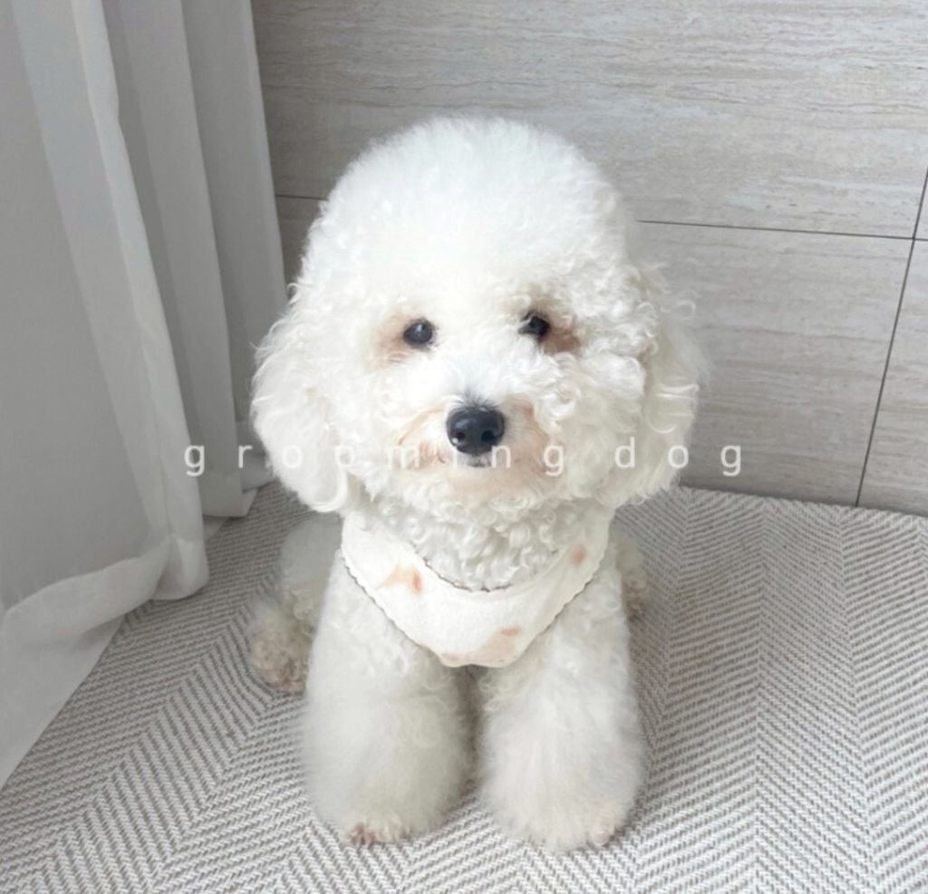 LINE_ALBUM_Grooming dog_260115_10