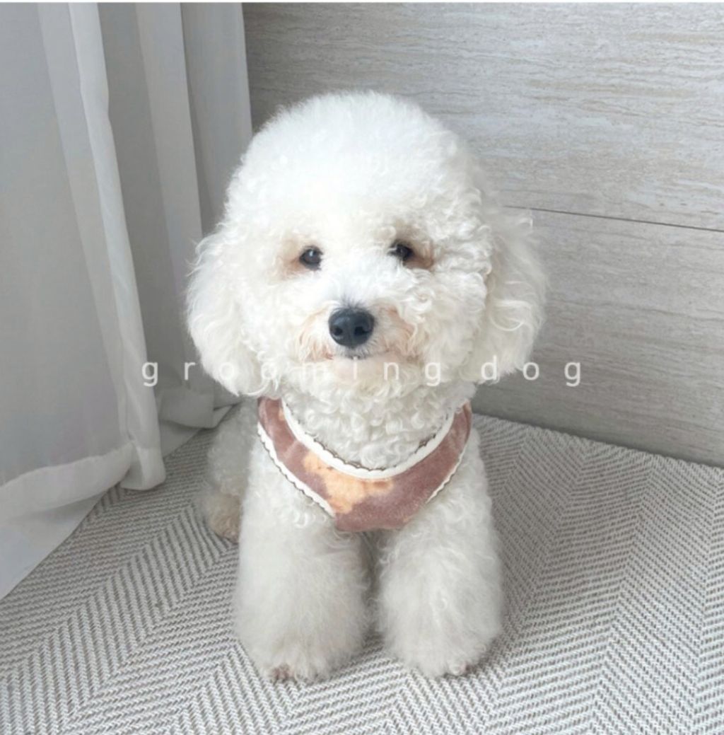 LINE_ALBUM_Grooming dog_260115_14