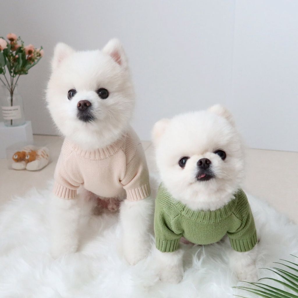 LINE_ALBUM_Honey dog 2_260115_58