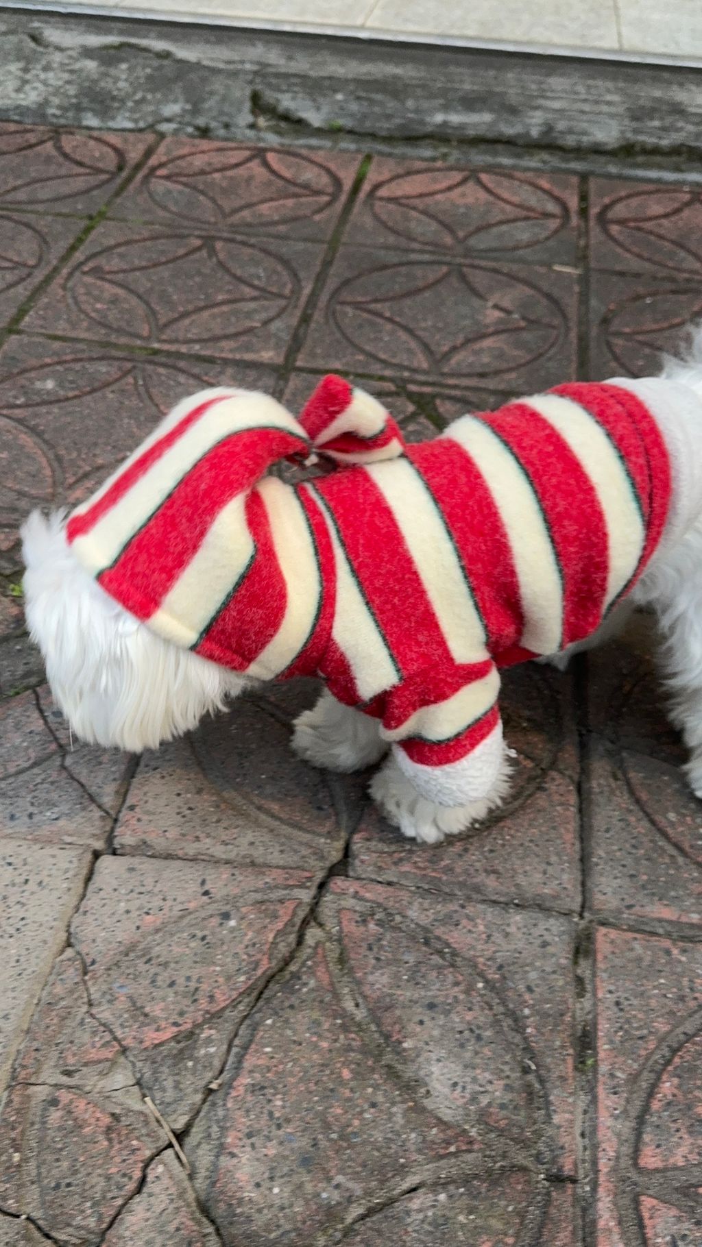 image_9EBC00C4-4E9A-45B5-946A-E434DDA24704_1769597946