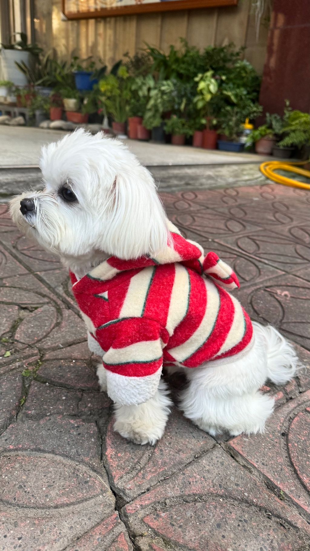 image_3E6E1125-C49A-4C2C-AE98-AA23792091F9_1769597947