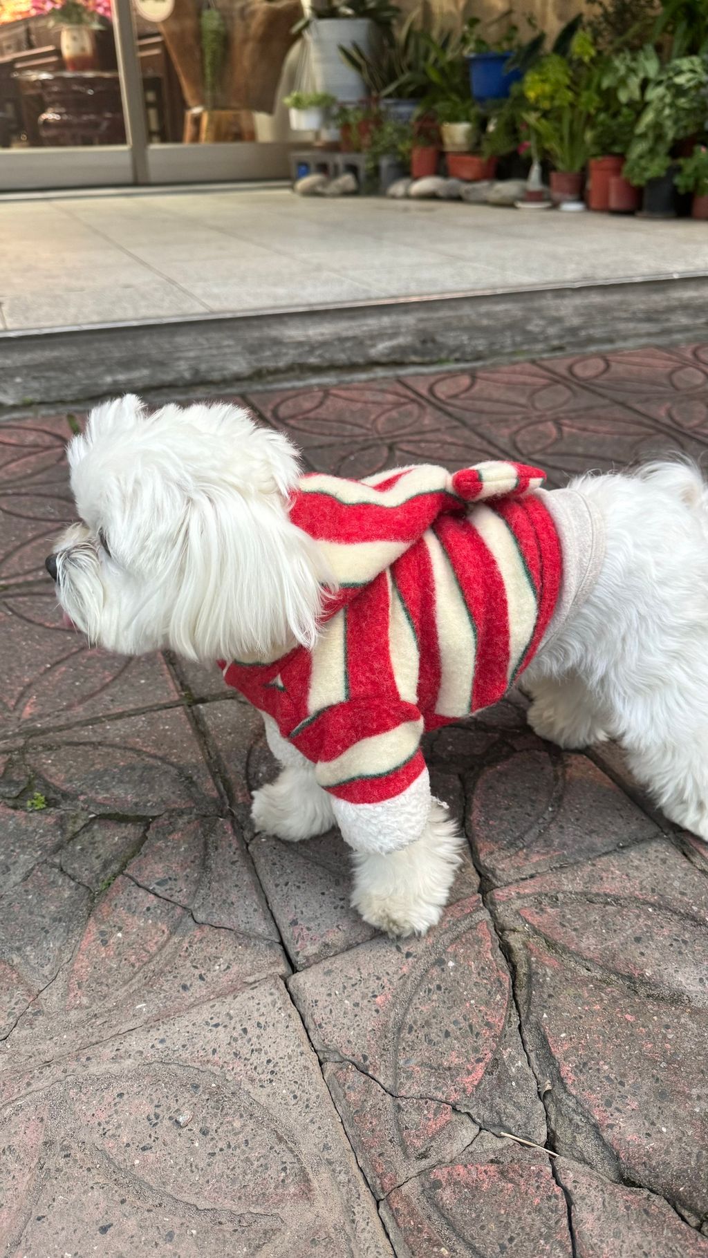 image_E54C9EF6-6524-4632-95C7-9B441FEF5714_1769597947