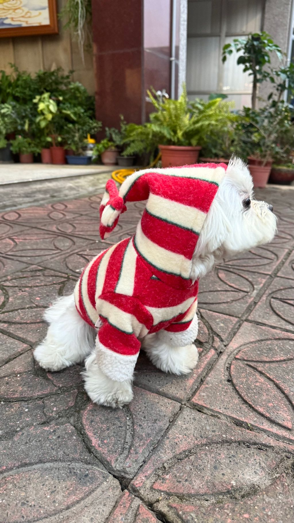 image_0BA0509D-55DC-4DAC-8D5A-BD1A0114F4C2_1769597948