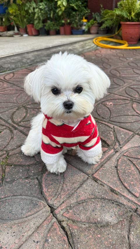 image_981B57AB-7F10-45E0-A34A-1A39C3C93C3E_1769597948