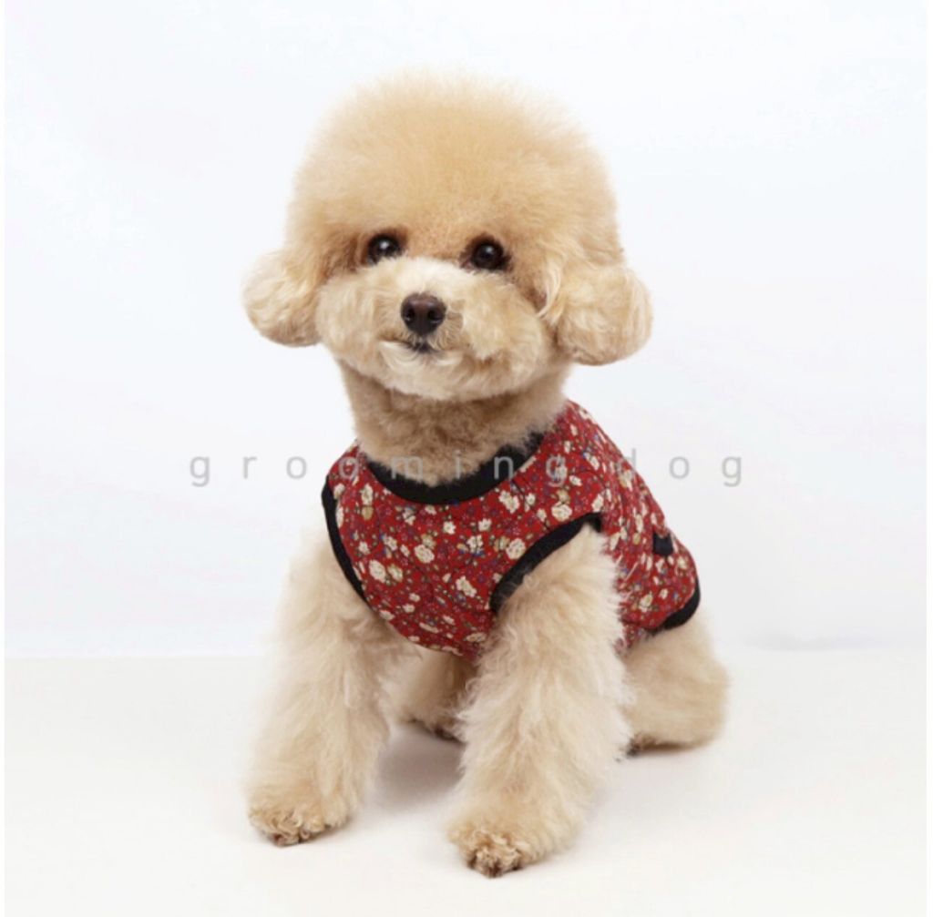 LINE_ALBUM_Grooming dog_260212_9