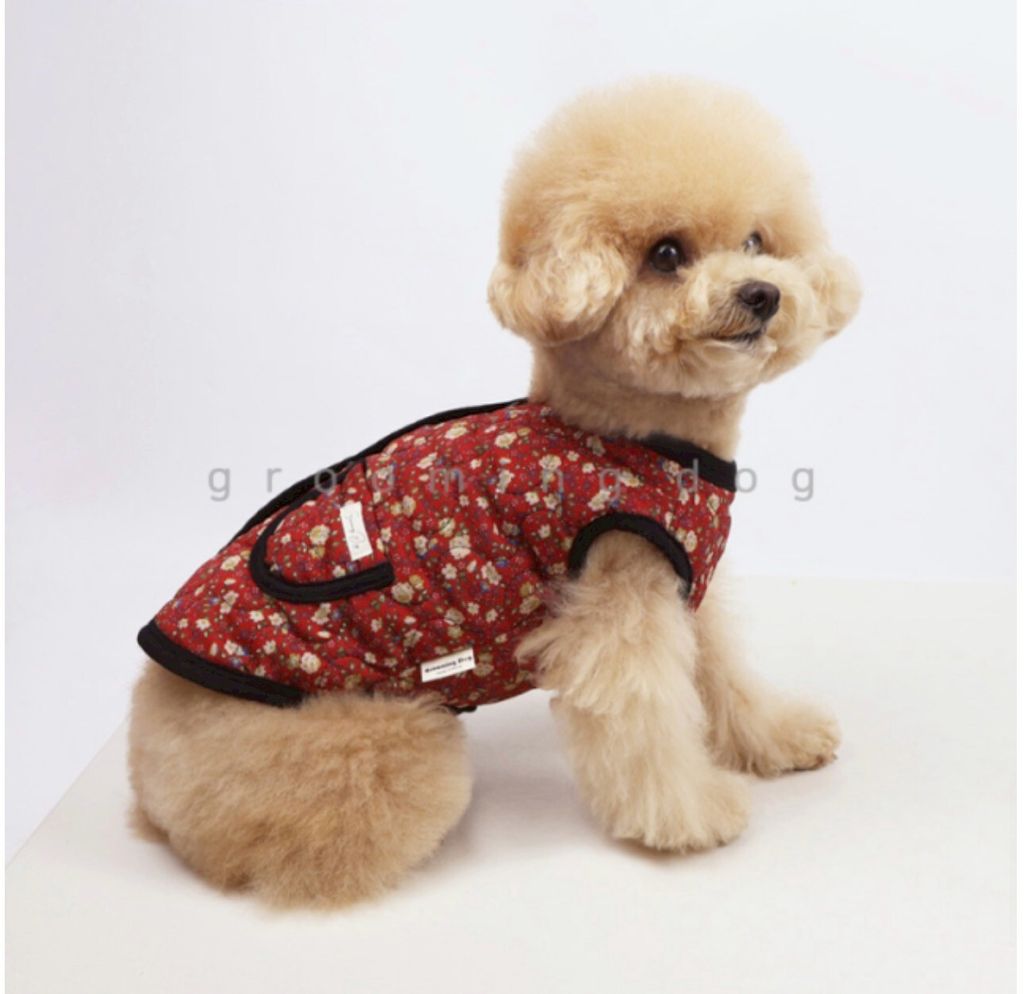 LINE_ALBUM_Grooming dog_260212_5