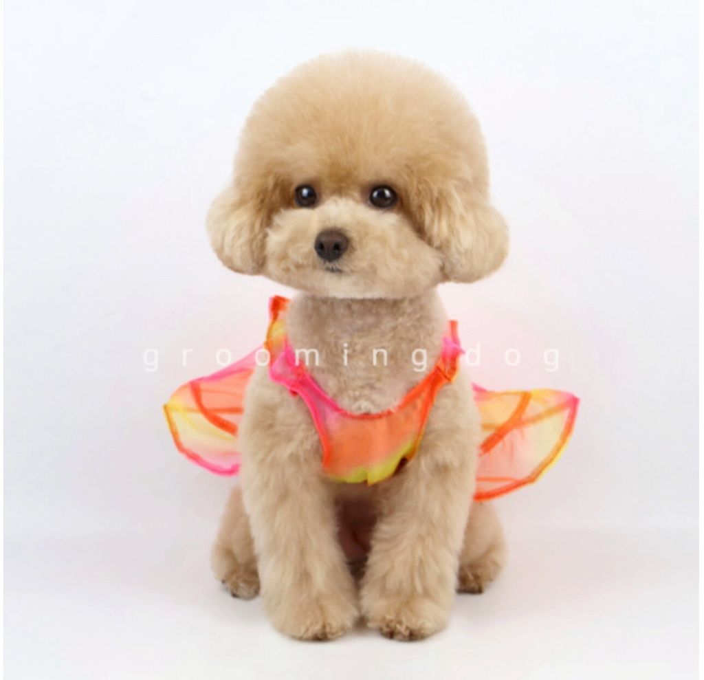 LINE_ALBUM_Grooming dog_260212_52