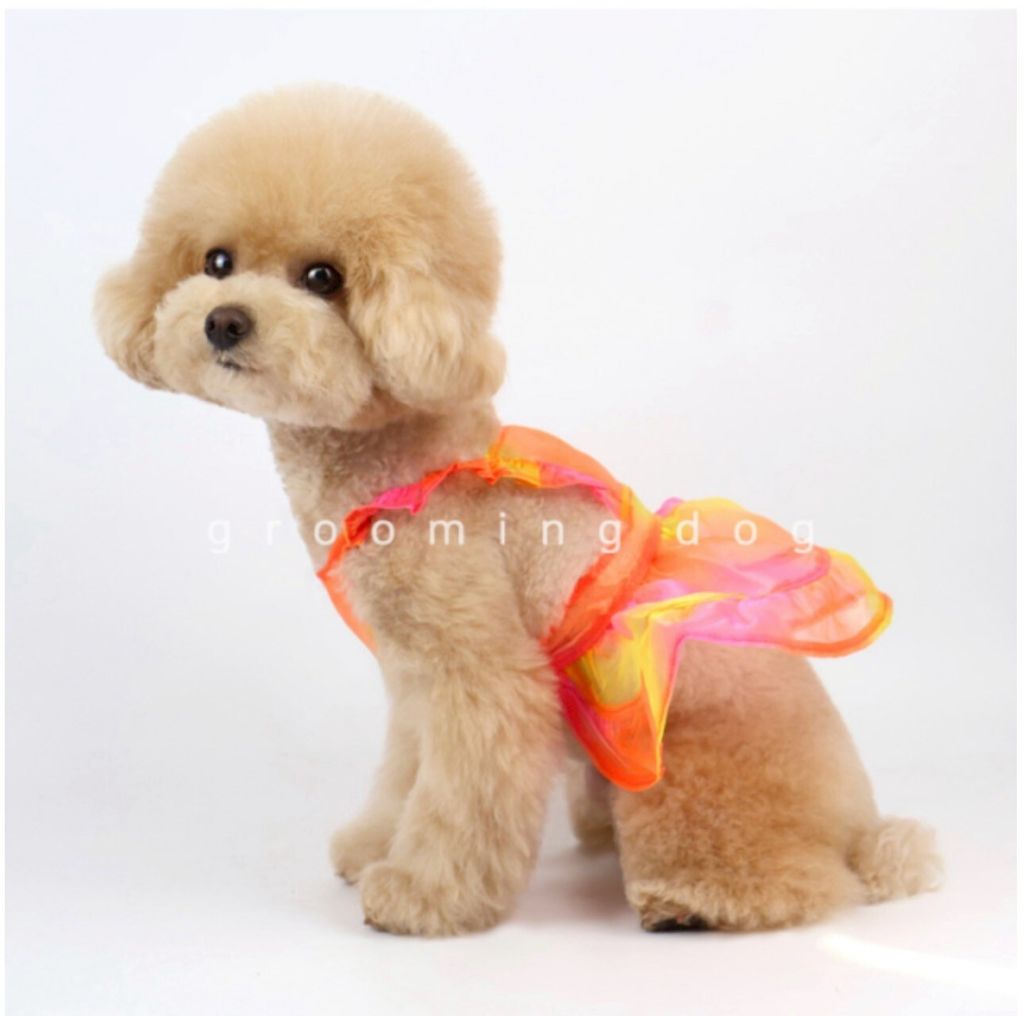 LINE_ALBUM_Grooming dog_260212_51