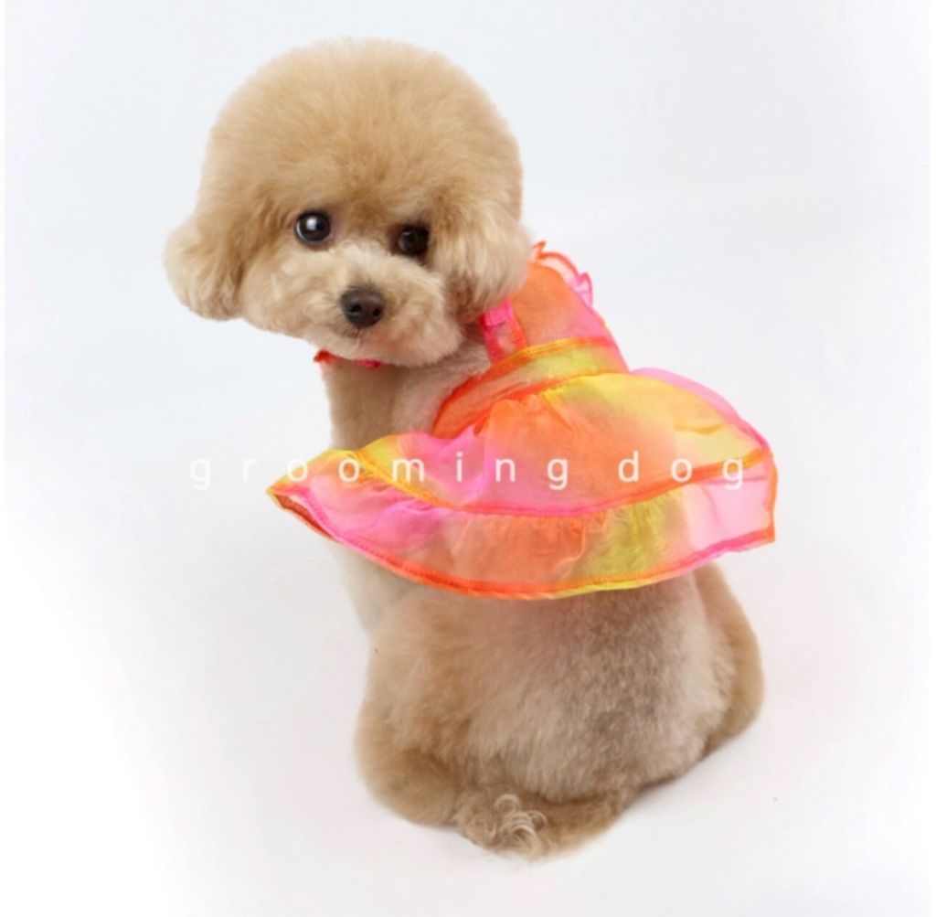LINE_ALBUM_Grooming dog_260212_49
