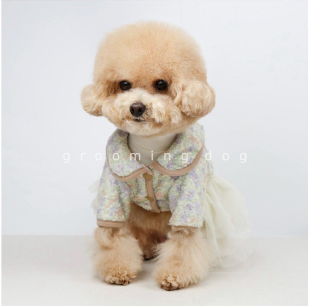 LINE_ALBUM_Grooming dog_260212_25