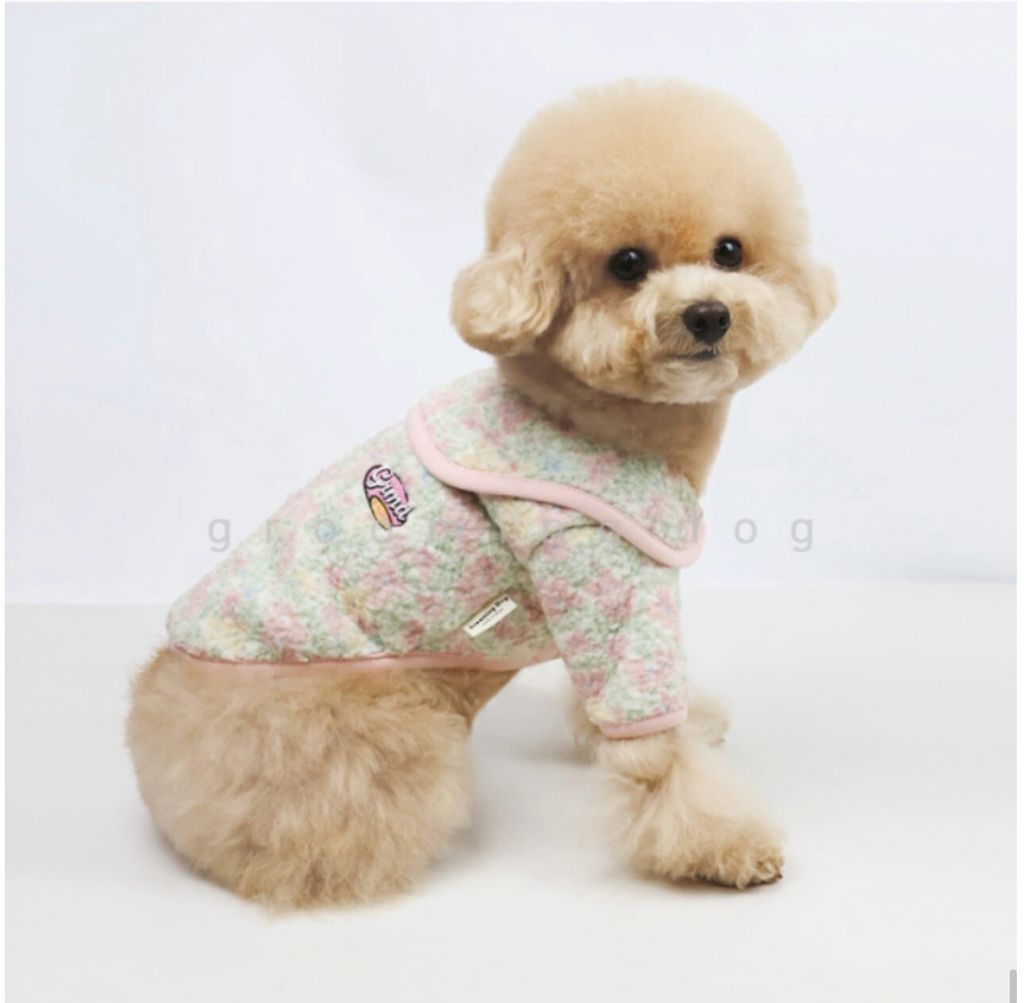 LINE_ALBUM_Grooming dog_260212_21