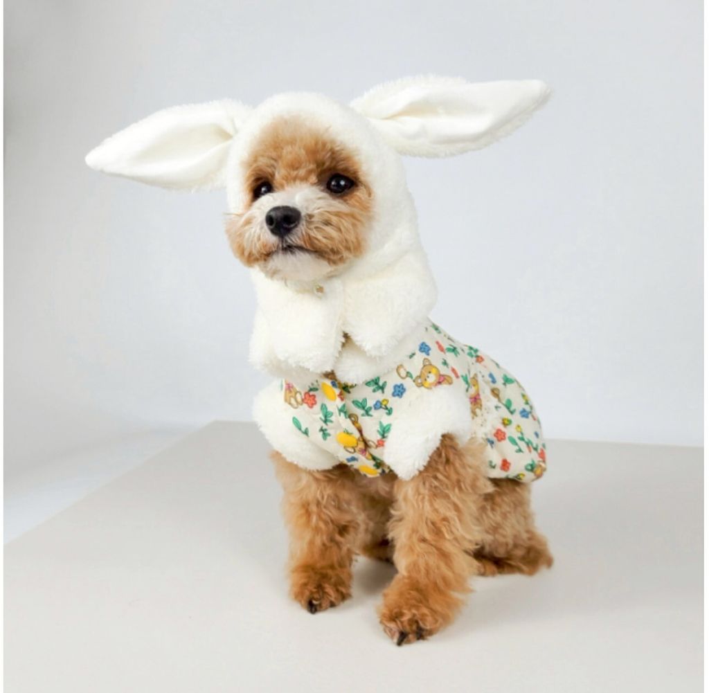 LINE_ALBUM_Grooming dog_260212_40