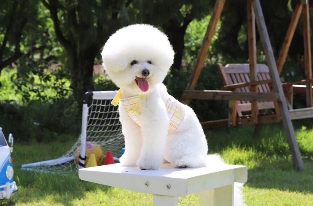 LINE_ALBUM_U_pet_260213_12