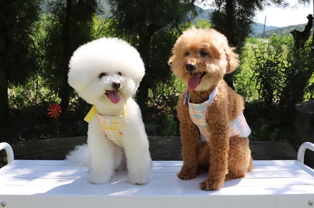 LINE_ALBUM_U_pet_260213_11