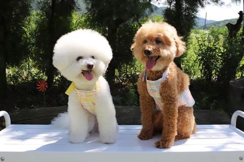 LINE_ALBUM_U_pet_260213_11