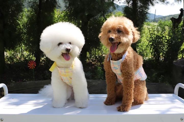 LINE_ALBUM_U_pet_260213_11
