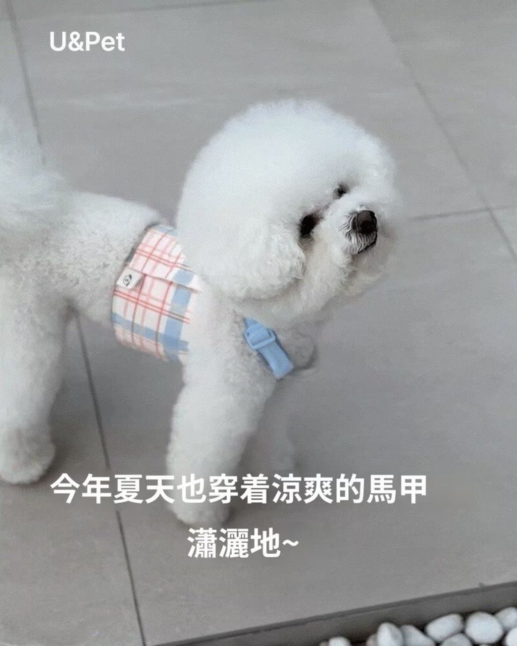 LINE_ALBUM_U_pet_260213_20