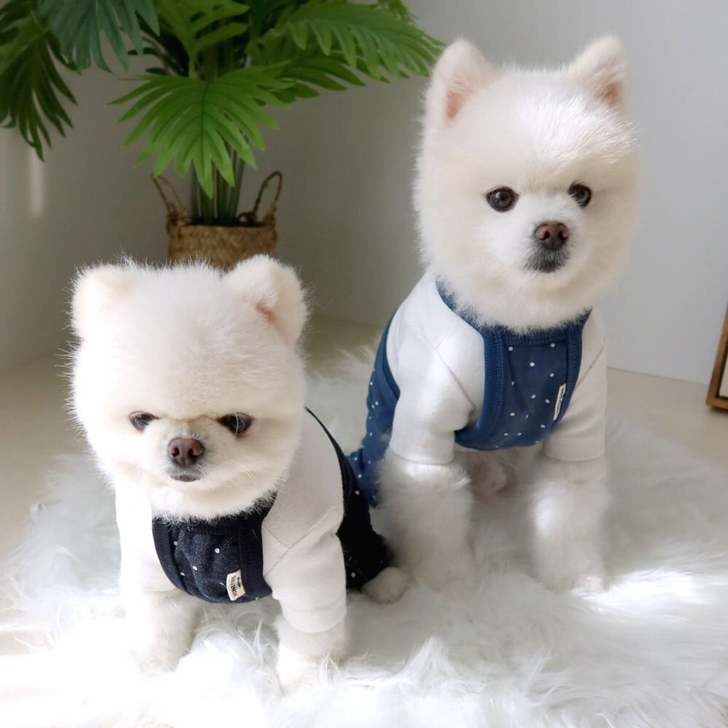 LINE_ALBUM_Honey dog 2_260226_30