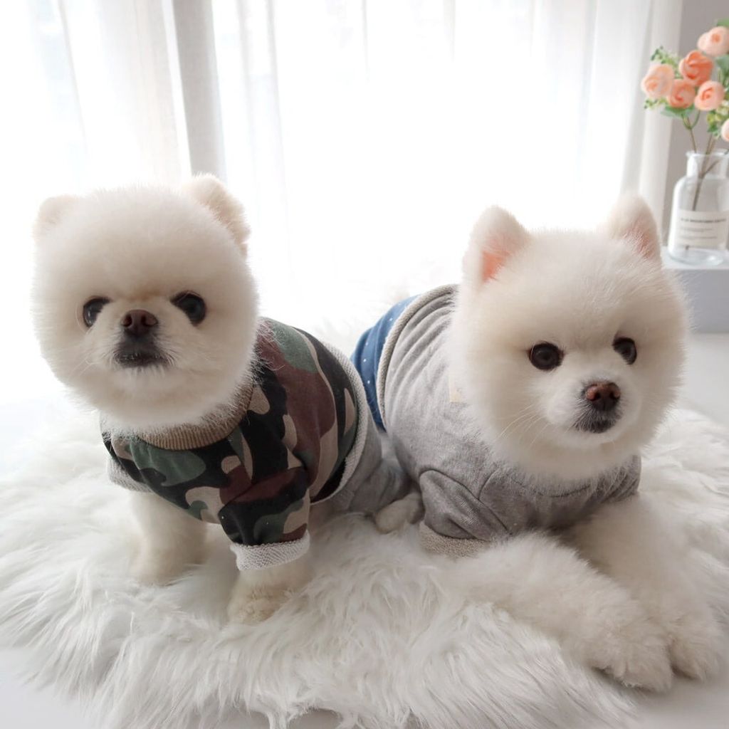 LINE_ALBUM_Honey dog 2_260226_12