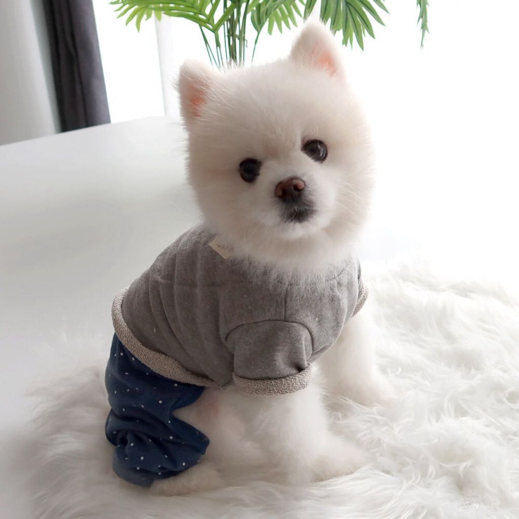 LINE_ALBUM_Honey dog 2_260226_17