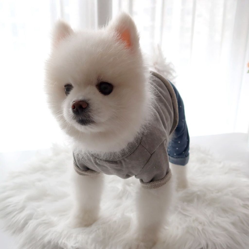 LINE_ALBUM_Honey dog 2_260226_16