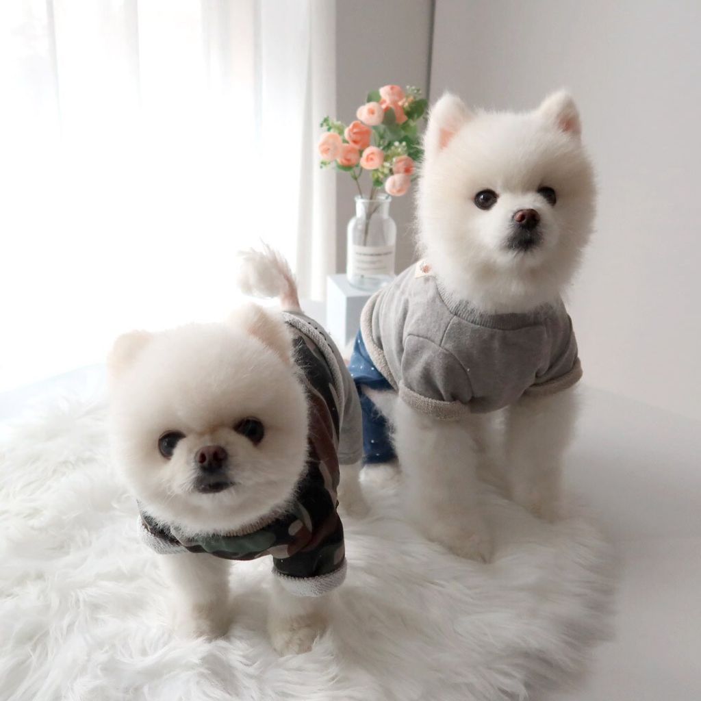 LINE_ALBUM_Honey dog 2_260226_10