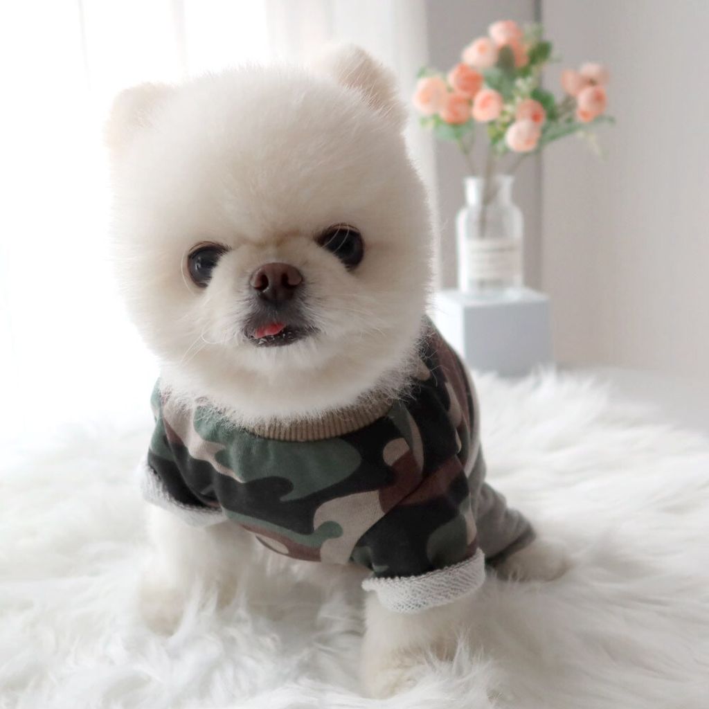 LINE_ALBUM_Honey dog 2_260226_13