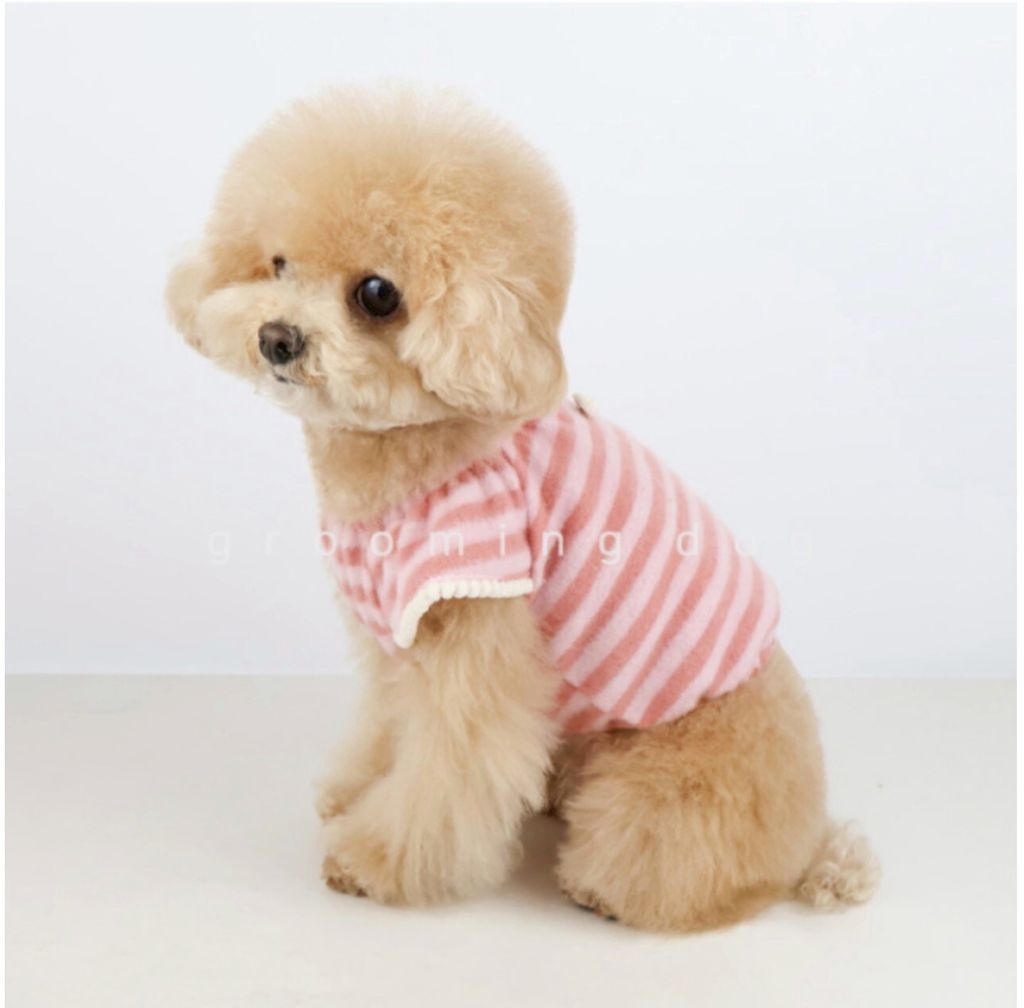 LINE_ALBUM_Grooming dog_260226_16