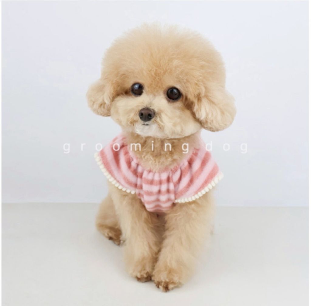 LINE_ALBUM_Grooming dog_260226_18