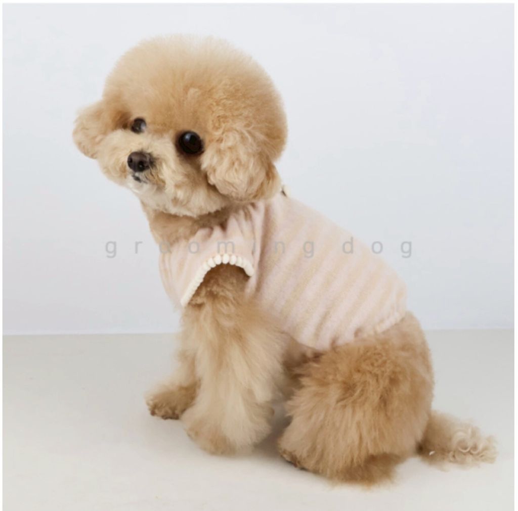 LINE_ALBUM_Grooming dog_260226_12