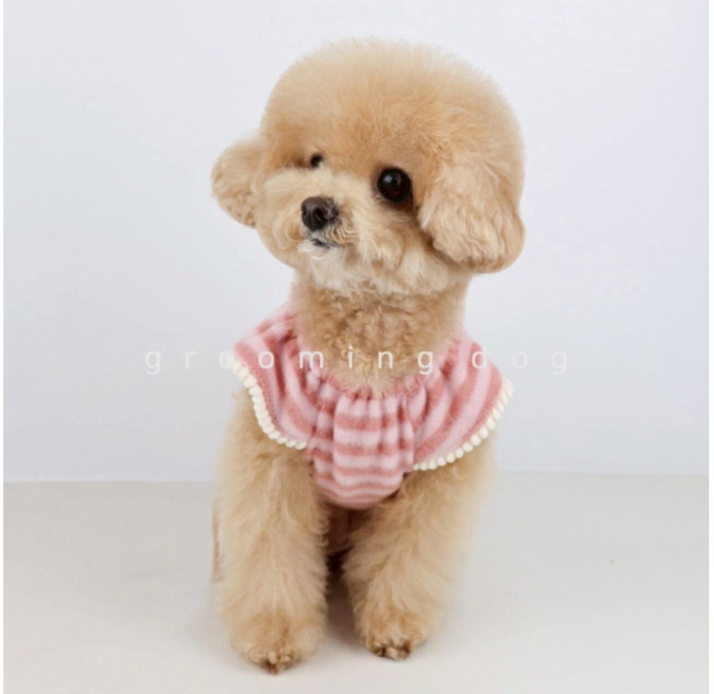 LINE_ALBUM_Grooming dog_260226_17