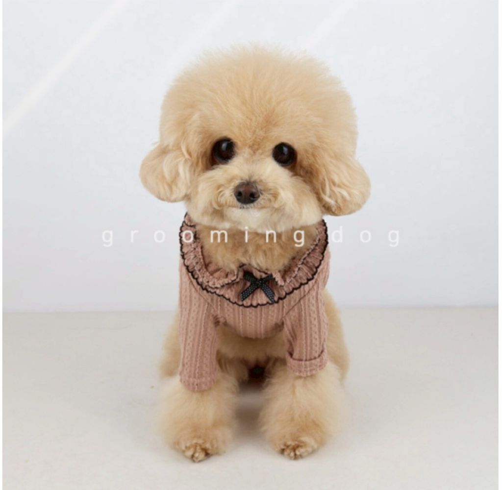 LINE_ALBUM_Groomingdog 2_260227_10