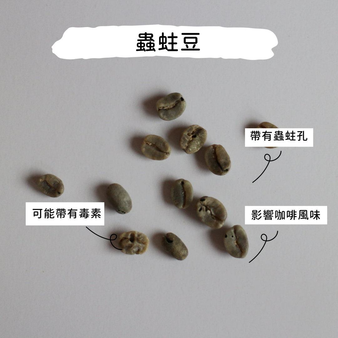蟲蛀豆