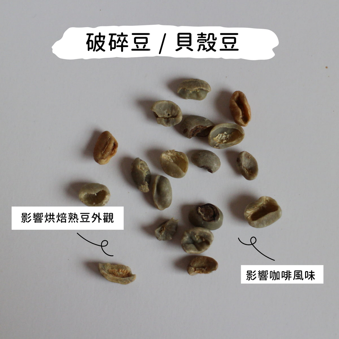 破損貝殼豆