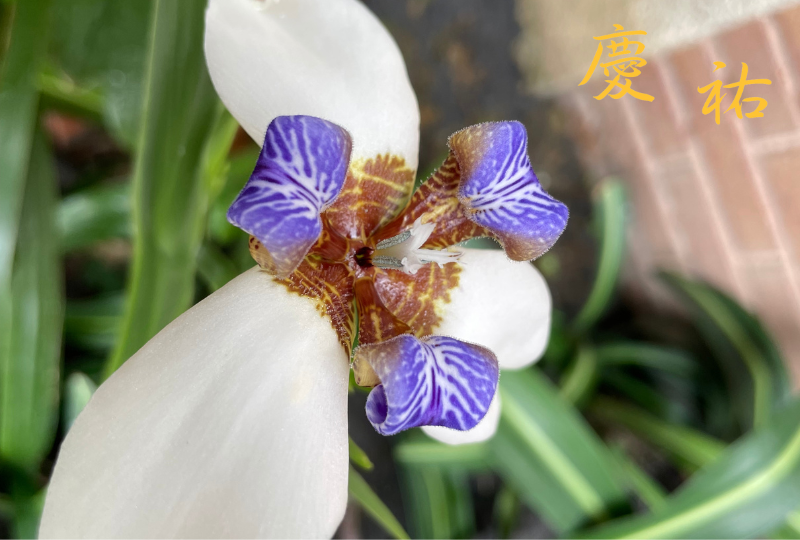 紫色鳶尾花 _花語含義是愛意與吉祥