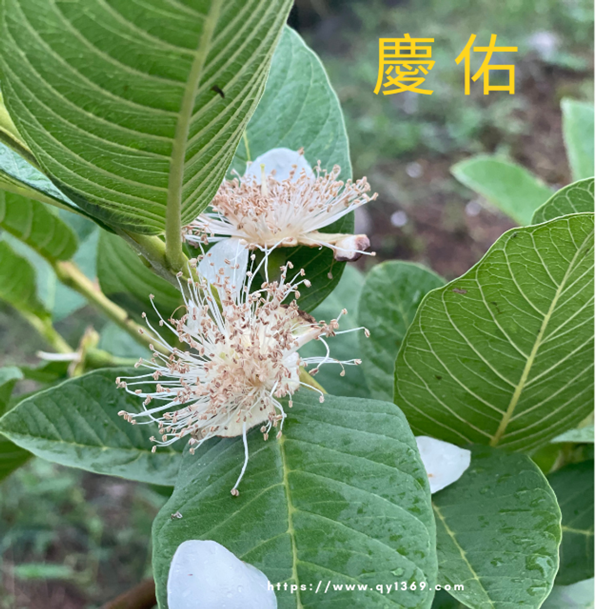 珍珠芭樂 帝王芭樂整枝套袋