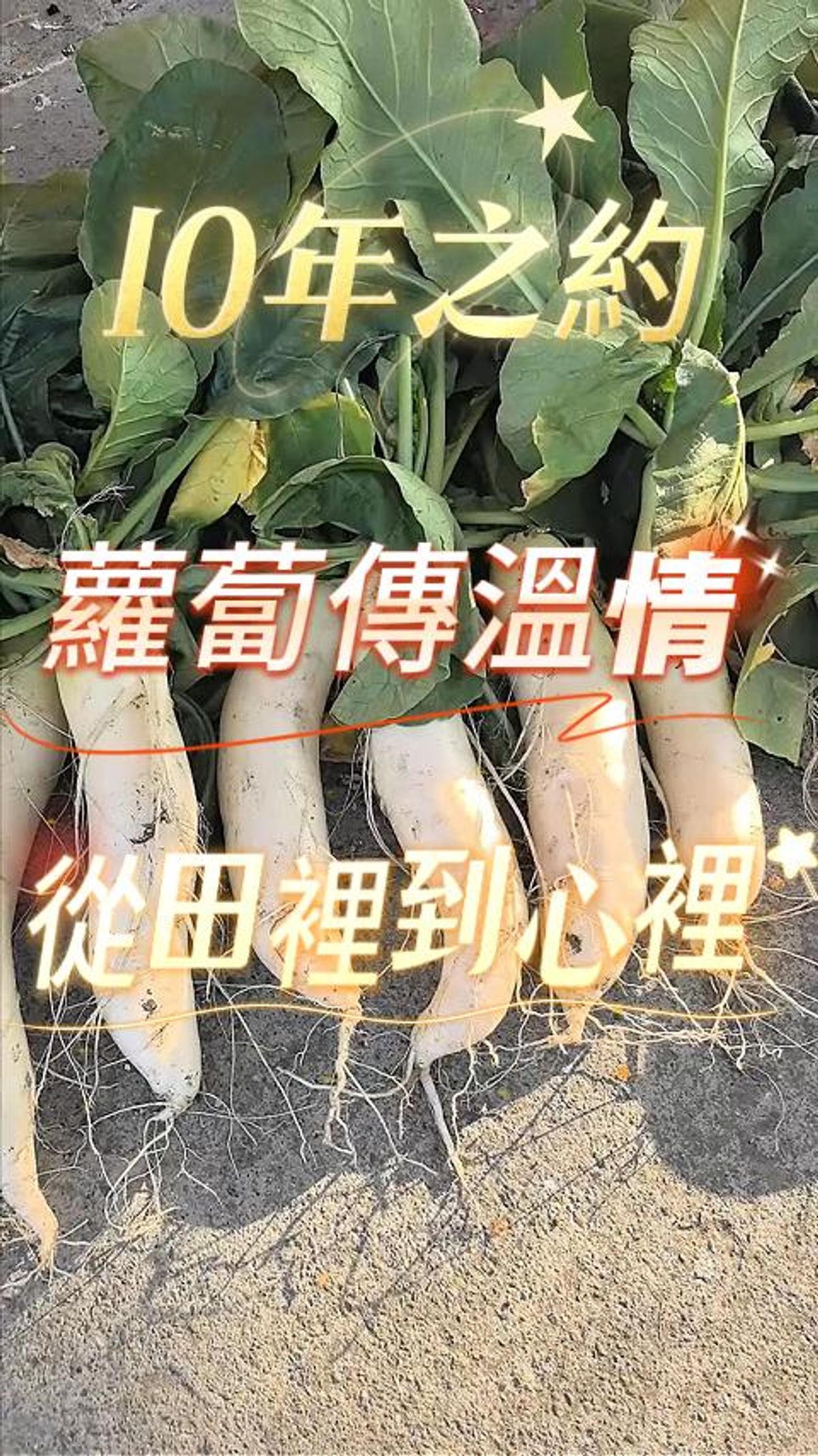 #慶祐 #起緣：一句話的#約定 #白玉蘿蔔#田中厝邊 將閒置的土地，化做共分享的福地咱想，橫直田閒閒，毋通予草生。毋但養地，閣養心——予這片土，生出一份人情味。🥕